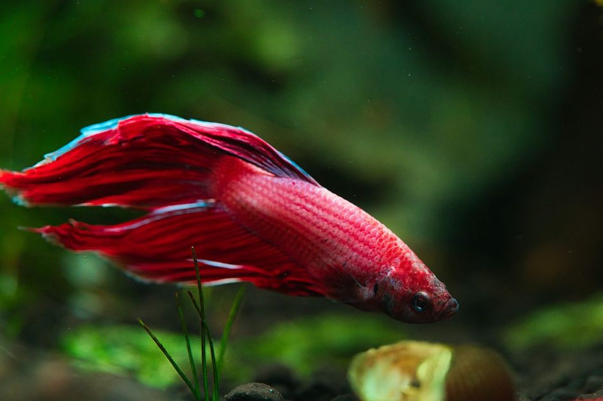 A long-finned red male betta hovering among soft green stem plants in still water, fins carried fully open, with a snail on the substrate below and no hard decor in the frame.