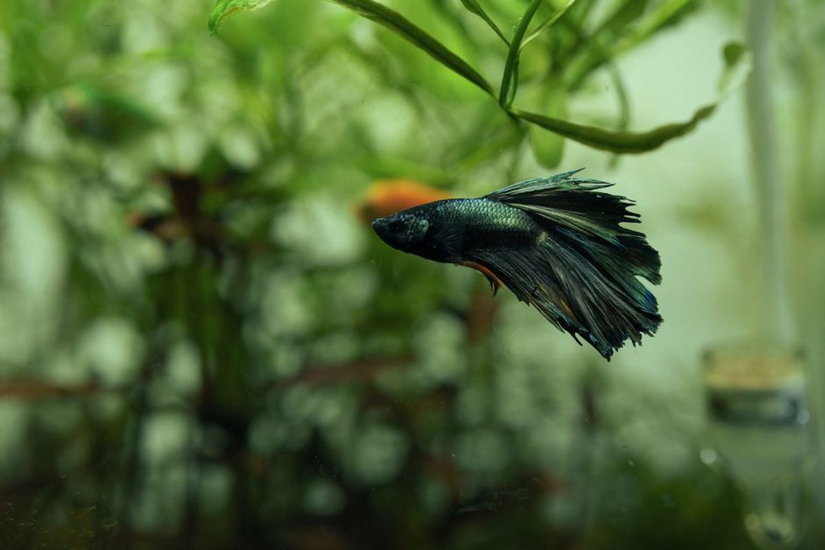 A dark green male betta holding station among tall soft stem plants at mid-water in a planted aquarium, fins relaxed and body horizontal.