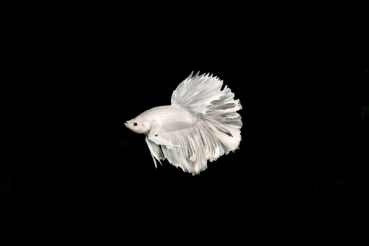 A white betta photographed against a plain black background, the caudal fin spread wide so that every ray tip and the scalloped outline of the fin margin reads clearly.