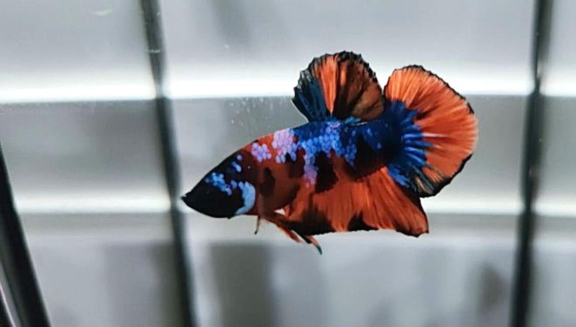 A male traditional plakat (short-finned Siamese fighting fish) — the form developed and selected in Thailand long before Western ornamental show breeding.
