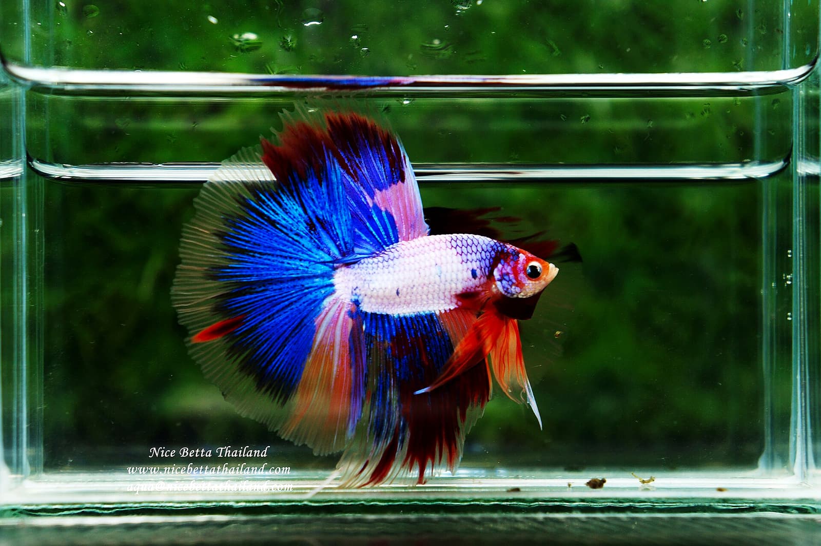 A traditional Siam-style Betta splendens — the population that 19th century Siamese fish keepers selected from wild stock before the species reached Europe.