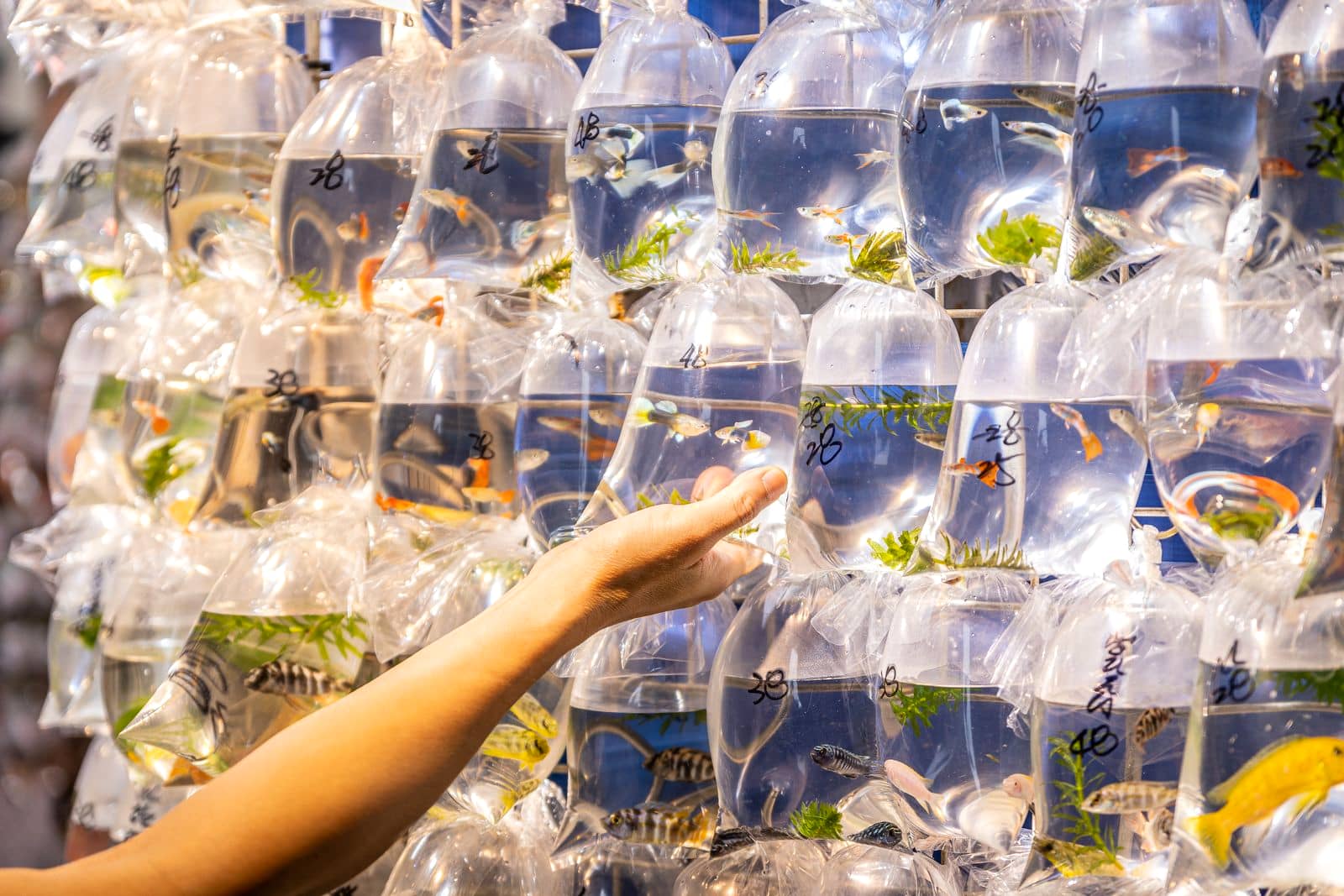 A customer's hand reaching for one of dozens of small fish individually sealed in clear plastic bags at a market.