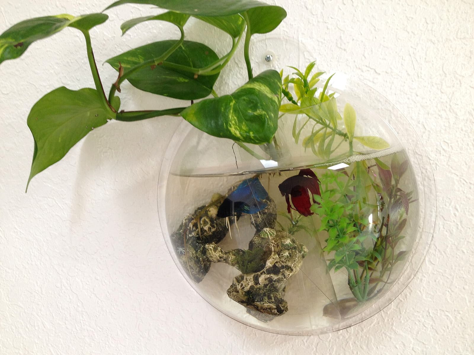 Two male Betta splendens in an undersized partitioned wall display — the inadequate housing that anchors most pet-store betta sales.