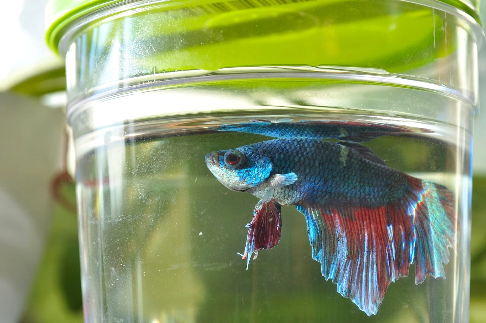 A wild-type Betta splendens male with translucent fins photographed at a Thai breeder's facility.