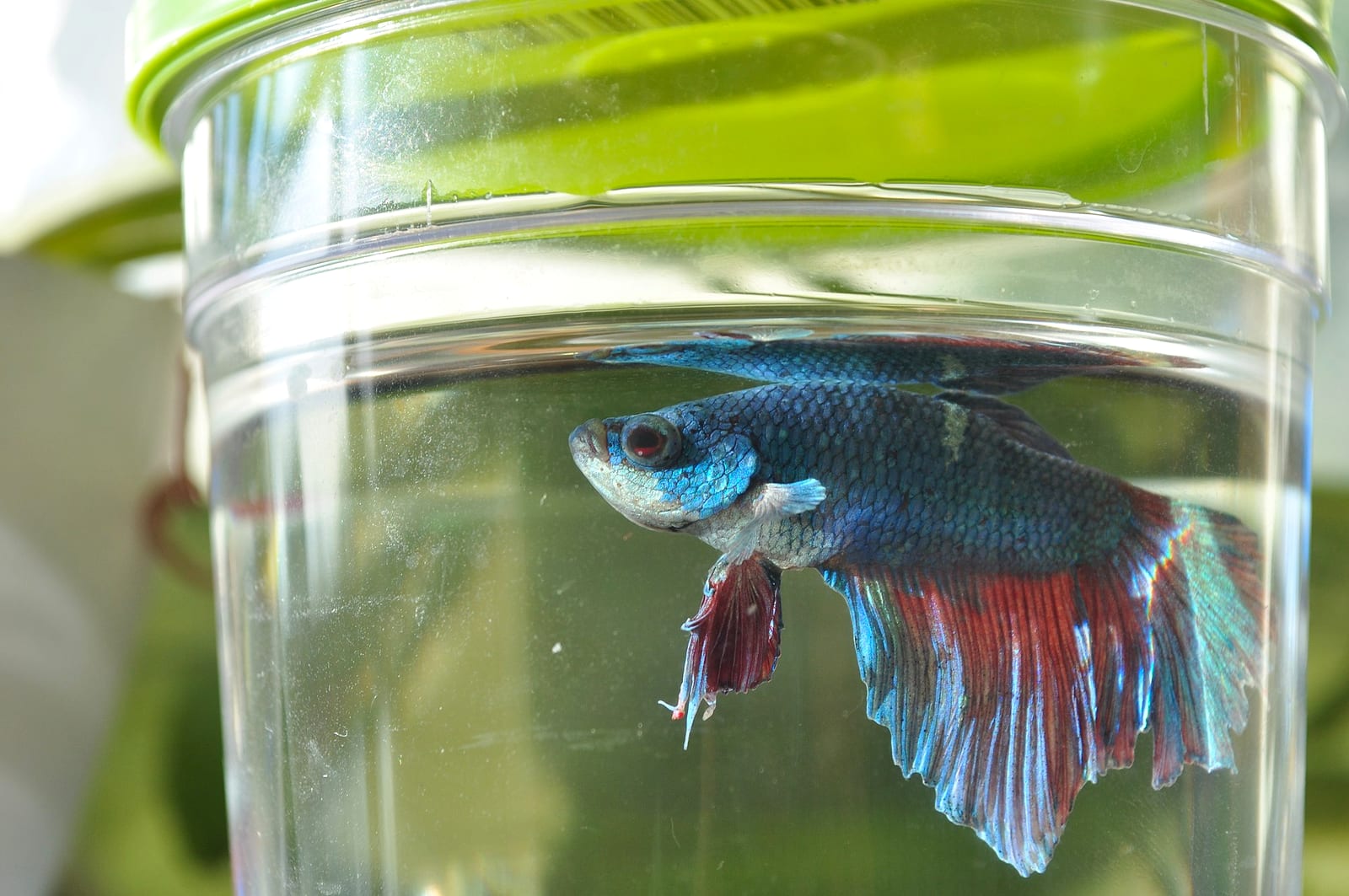 A vivid male Betta splendens — visual anchor for this site's external reference list.