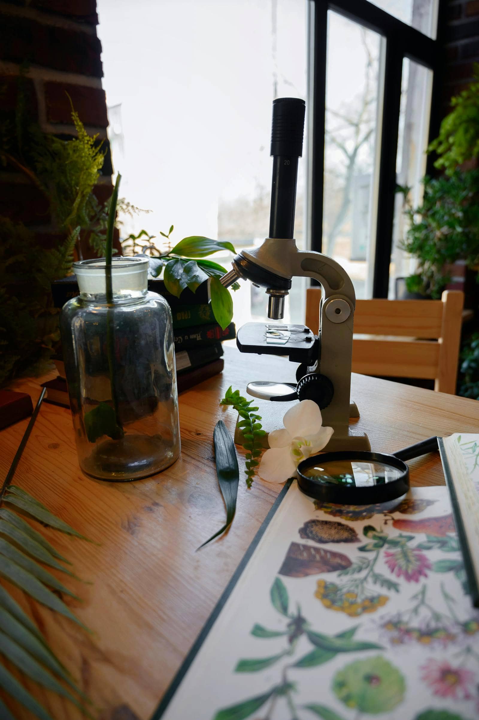 An indoor desk scene with a microscope, dried plant specimens, and an open illustrated natural-history book.