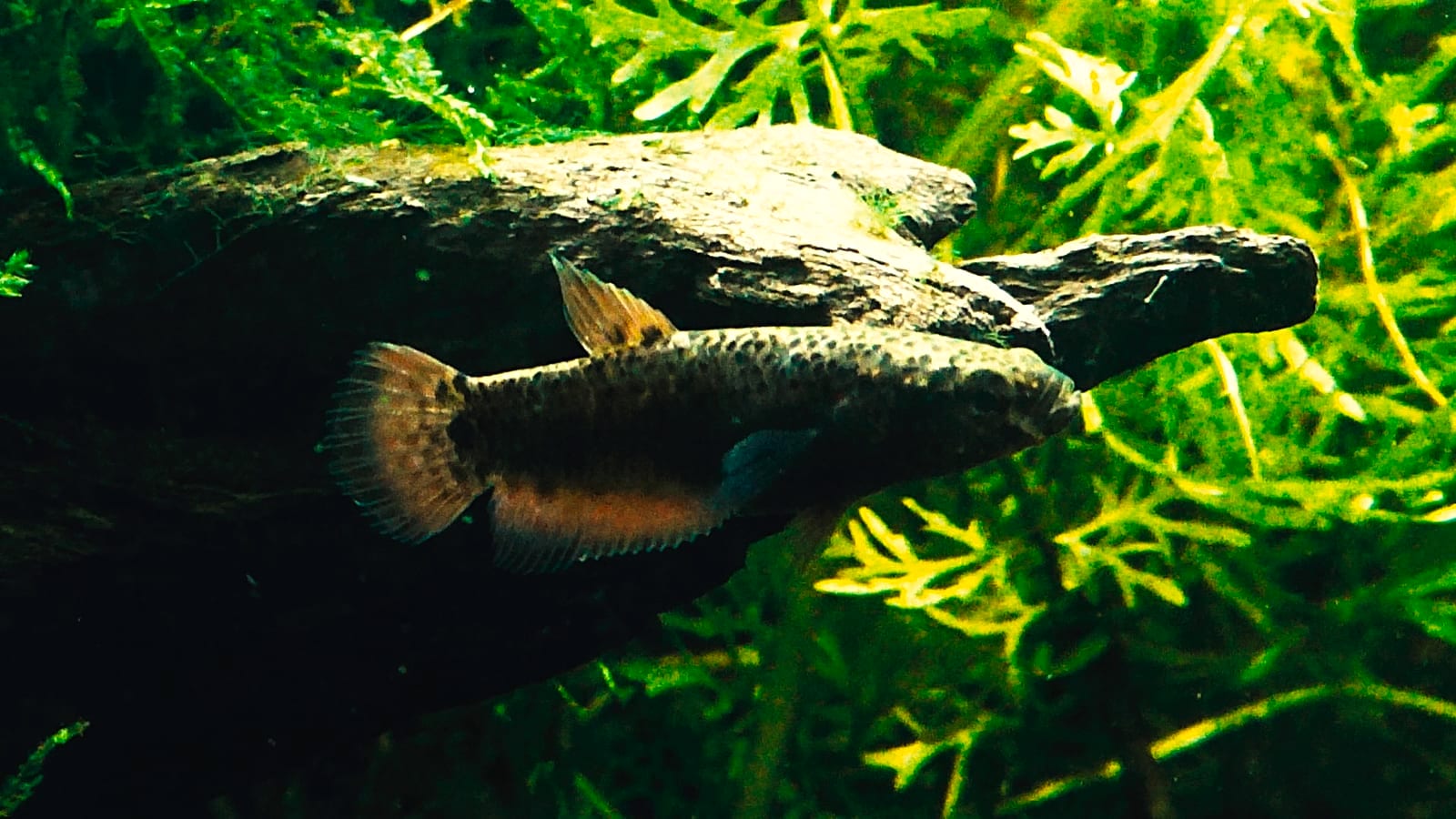 A female Betta channoides, a mouthbrooding wild betta from East Kalimantan with distinctive red and black banding.