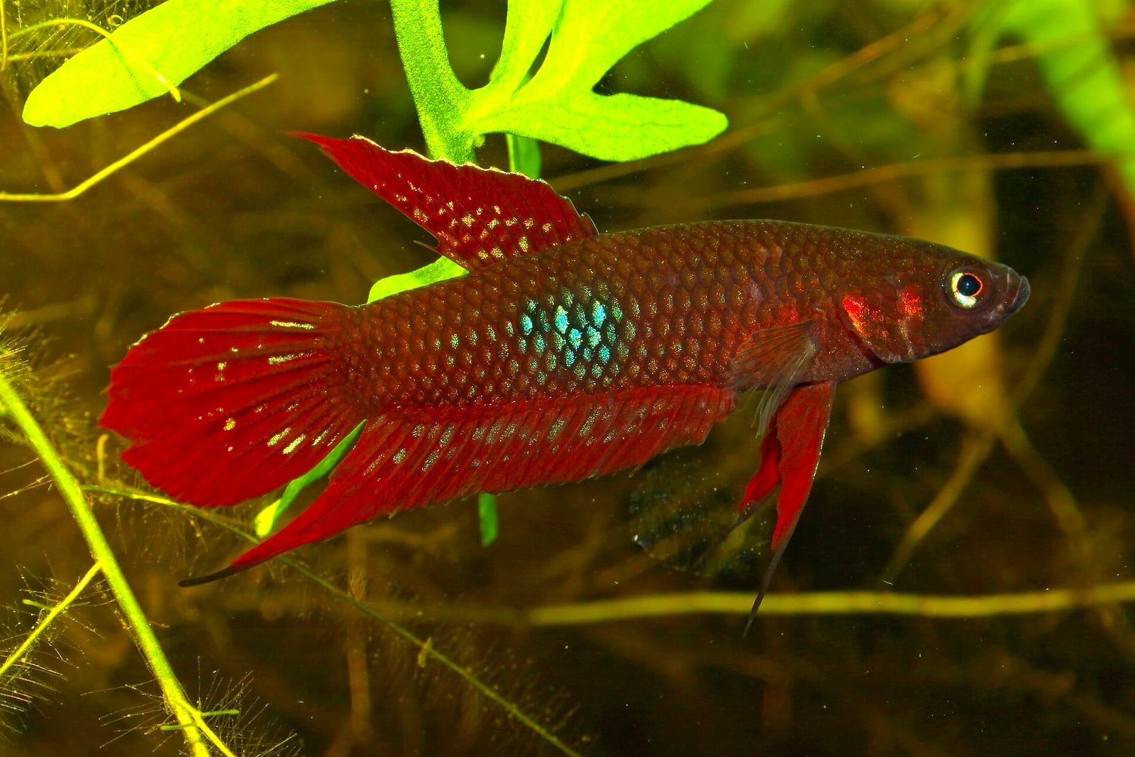 Betta coccina from Jambi, Sumatra — closely related to Betta hendra in the coccina species complex of small-bodied red-finned wild bettas.