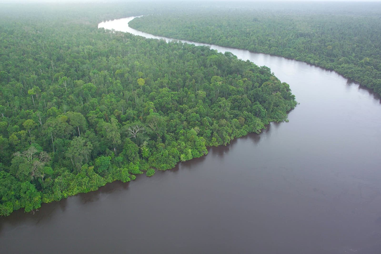 Interior of a natural peat swamp forest in Kalimantan, Indonesia, showing dark tannin-stained water and dense canopy.
