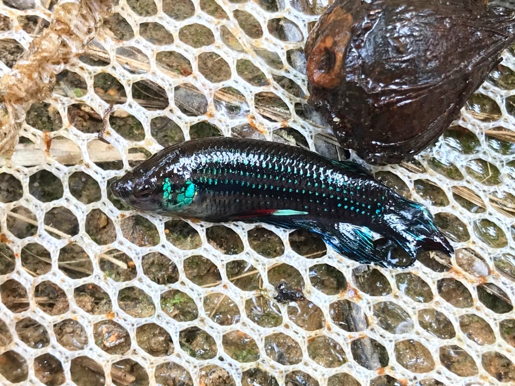 Betta imbellis, the peaceful betta of peninsular Malaysia.
