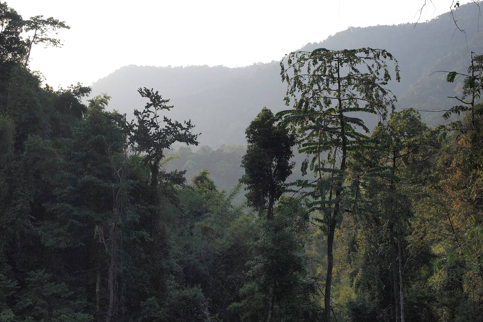 Primary tropical rainforest interior at Khao Sok, southern Thailand, showing distinct canopy layers with dim filtered light at the forest floor.