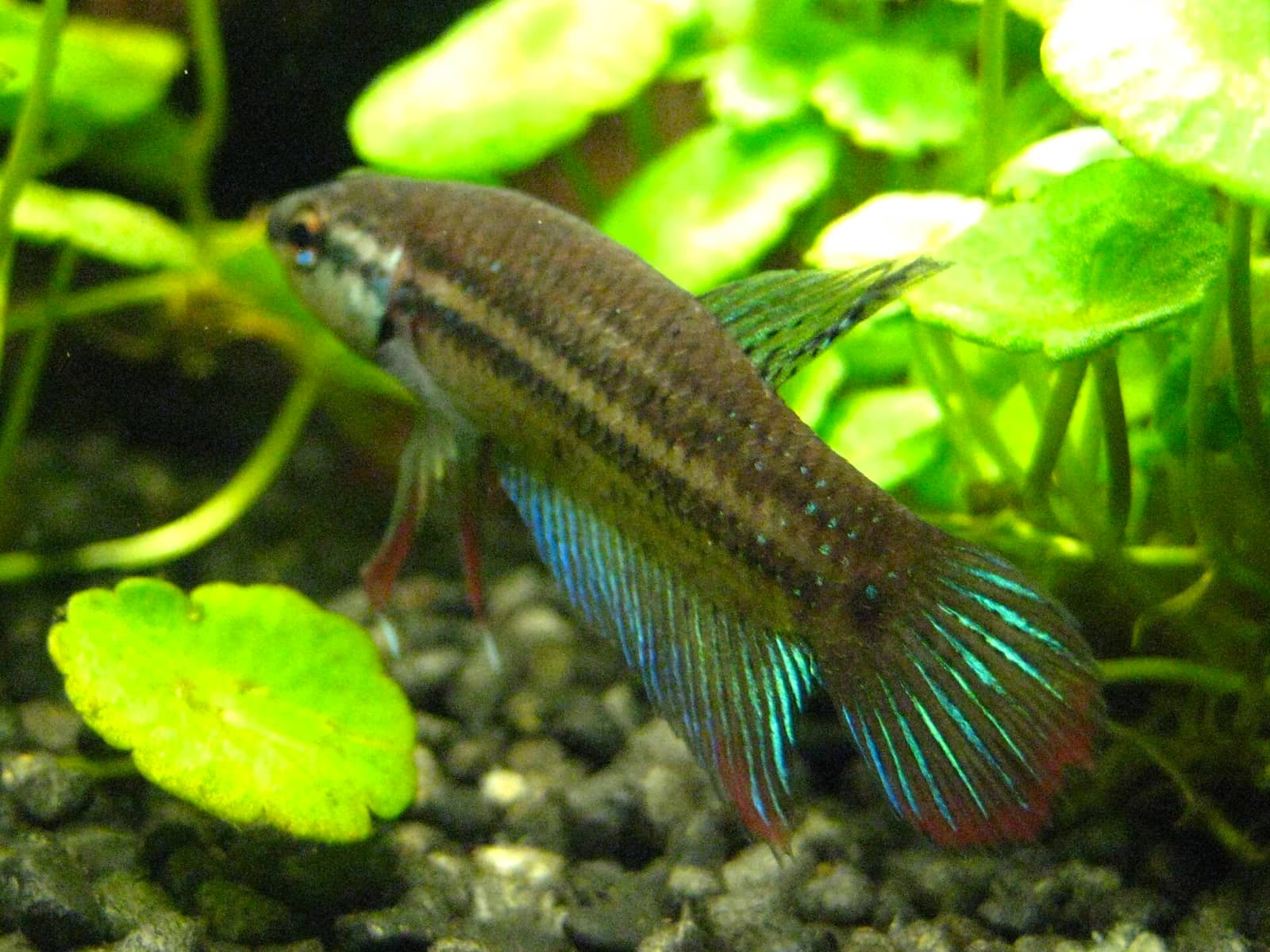 A male Betta imbellis — closely related to the brackish-water Betta mahachaiensis of Samut Sakhon, which has no free-license photo on Wikimedia.