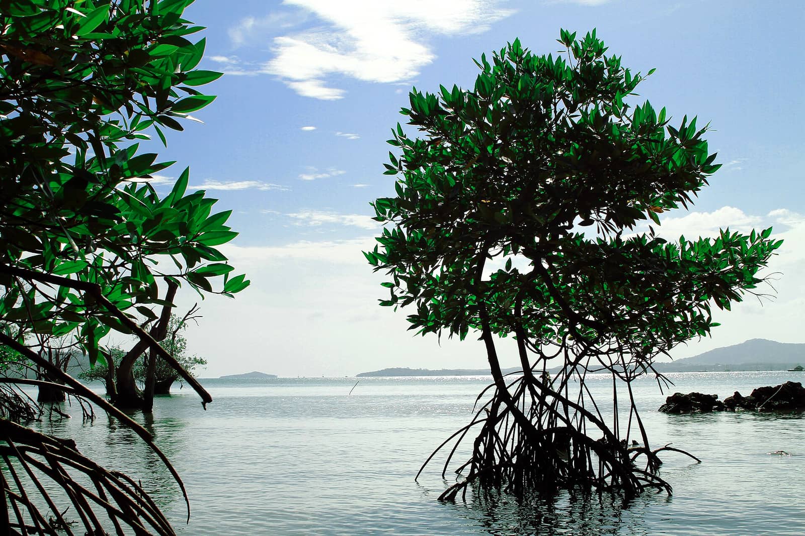 Mangrove forest in Thailand with stilt roots emerging from brackish water under a green canopy.