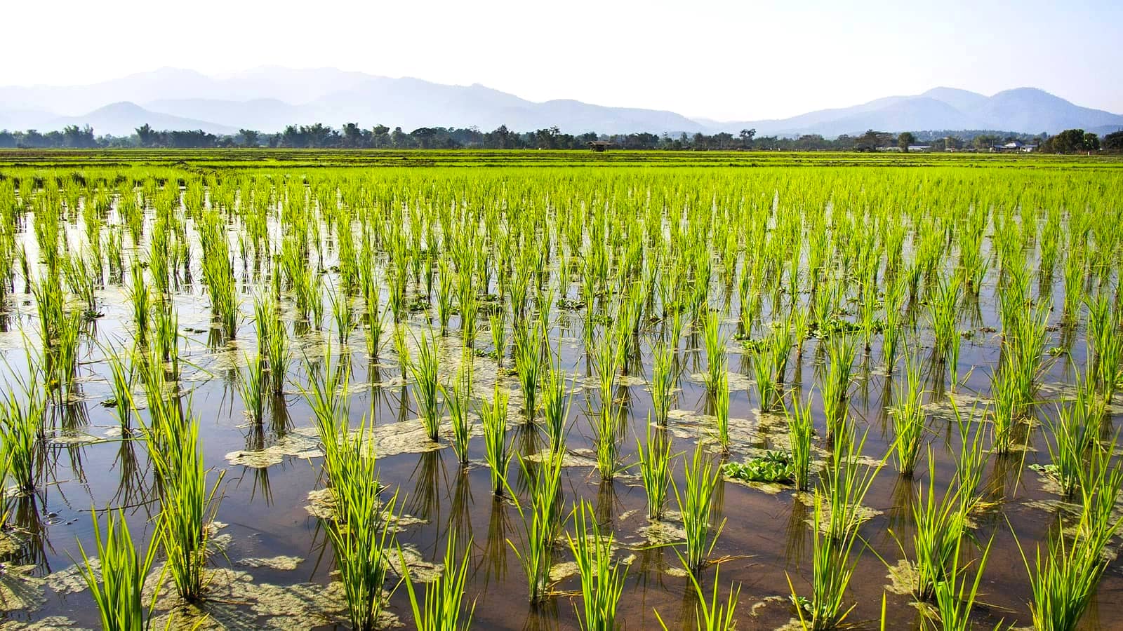 Flooded rice paddies in Phrao district, northern Thailand — the wild habitat of Betta splendens.