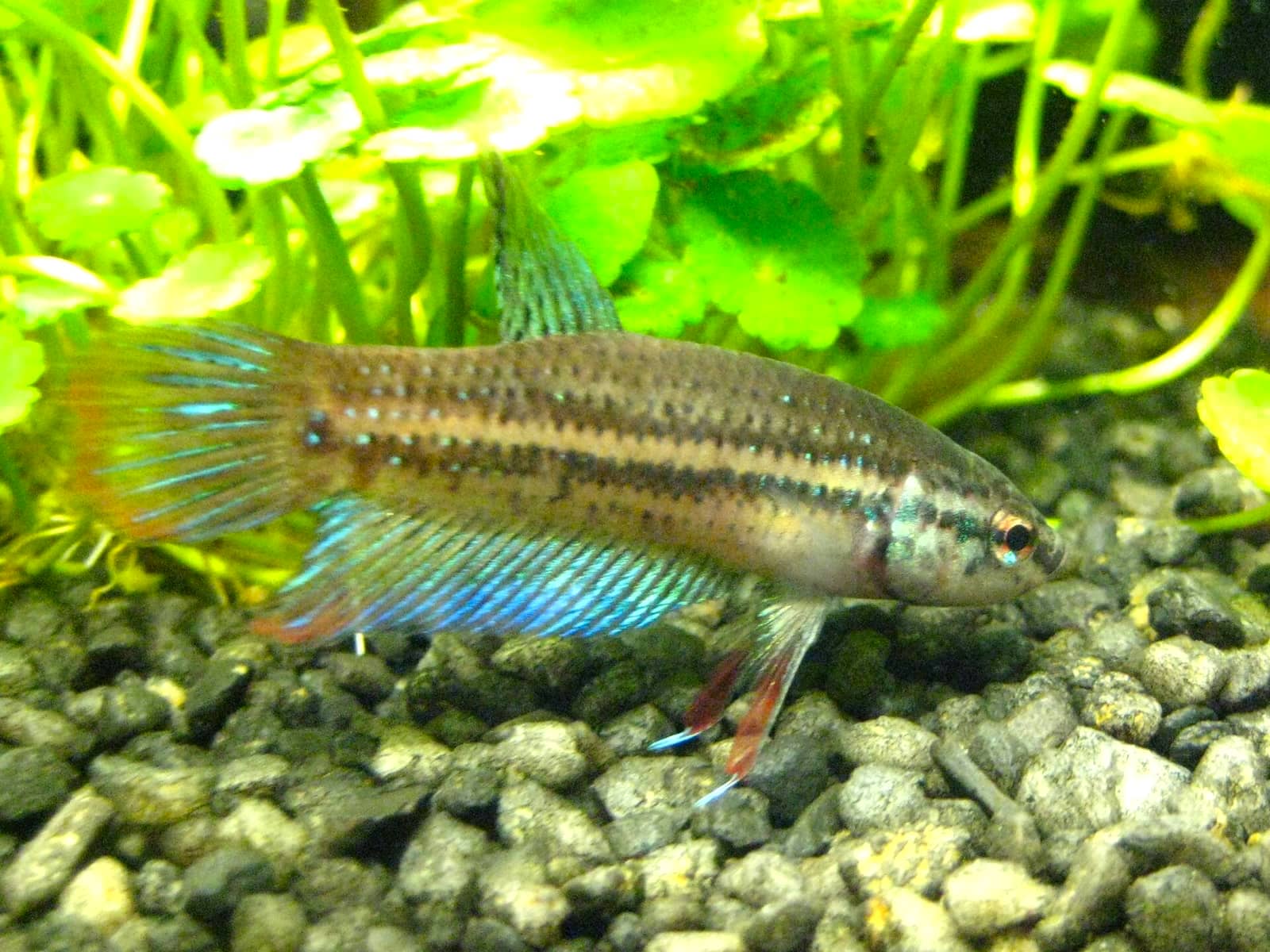 Male Betta imbellis — the closely related Betta smaragdina (emerald betta) of Isan, Thailand shares the splendens-complex morphology but has no free-license photo on Wikimedia.
