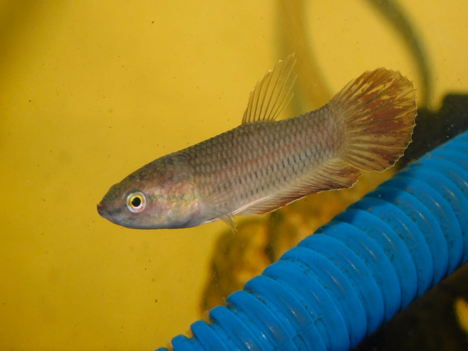 A specimen of Betta picta - the Spotted Betta - photographed in West Java, Indonesia. A mouthbrooding wild Betta unrelated to the domestic splendens lineage.